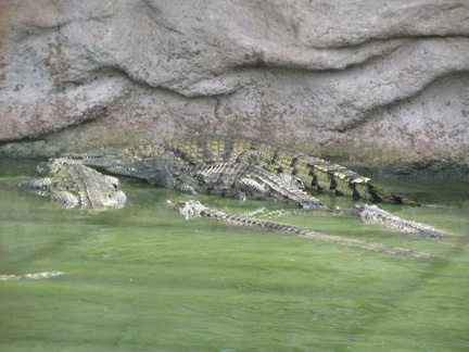 La ferme aux crocodiles 062