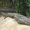 La ferme aux crocodiles 063