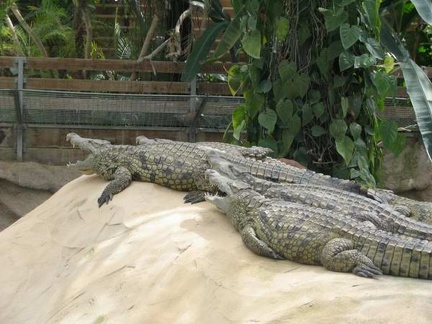 La ferme aux crocodiles 063