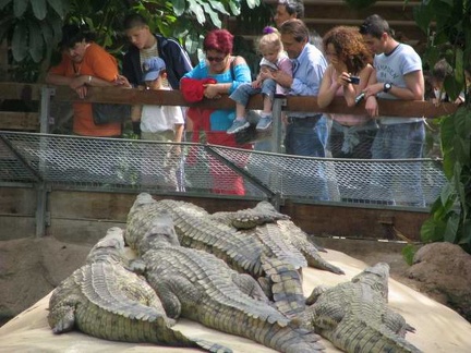 La ferme aux crocodiles 064
