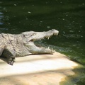 La ferme aux crocodiles 065