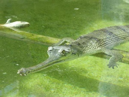 La ferme aux crocodiles 072