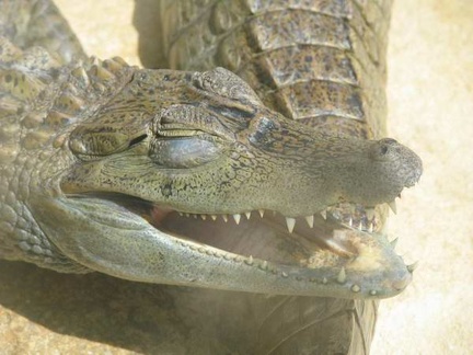 La ferme aux crocodiles 075