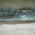 La ferme aux crocodiles 077