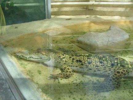 La ferme aux crocodiles 080