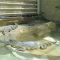 La ferme aux crocodiles 081