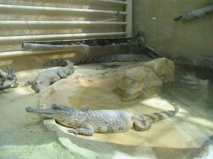 La ferme aux crocodiles 081