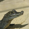 La ferme aux crocodiles 083