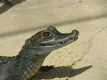 La ferme aux crocodiles 083