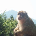 Montagne des singes 022