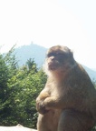 Montagne des singes 022