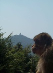 Montagne des singes 023
