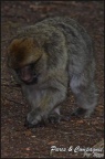 montagne-des-singes-005 GF