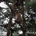 montagne-des-singes-031 GF