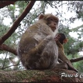 montagne-des-singes-035 GF