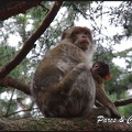 montagne-des-singes-036 GF