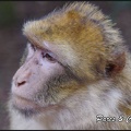 montagne-des-singes-041 GF