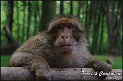 montagne-des-singes-192 GF