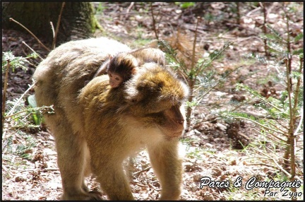 montagne-des-singes-234 GF