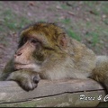 montagne-des-singes-285 GF