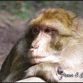 montagne-des-singes-291 GF