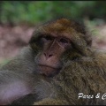 montagne-des-singes-297 GF
