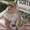 montagne-des-singes-299 GF