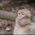 montagne-des-singes-304 GF