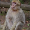 montagne-des-singes-307 GF