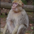montagne-des-singes-308 GF