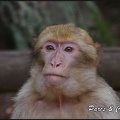montagne-des-singes-317 GF