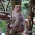 montagne-des-singes-324 GF