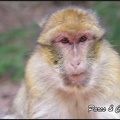 montagne-des-singes-329 GF