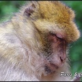 montagne-des-singes-331 GF