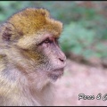 montagne-des-singes-336 GF