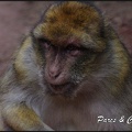 montagne-des-singes-340 GF