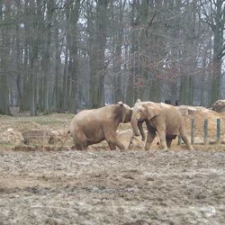 Parc de Thoiry - les elephants