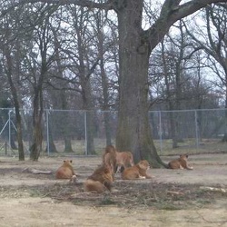 Parc de Thoiry - les lions