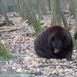 Parc de Thoiry - les ours