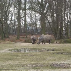 Parc de Thoiry - rhinoceros