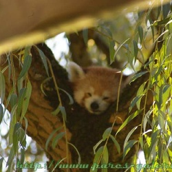 Parc de Thoiry - panda roux