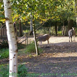 Parc de Thoiry - zebres