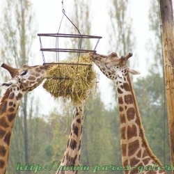 Parc de Thoiry - Girafes