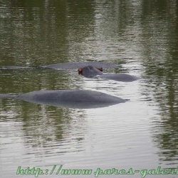 Parc de Thoiry - Hippopotames