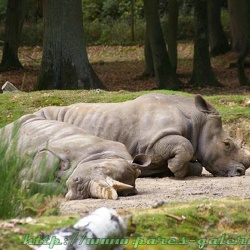 Parc de Thoiry - rhinoceros