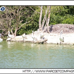 Parc des Oiseaux - l etang des pelicans