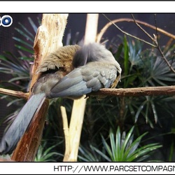 Parc des Oiseaux - la foret tropical des toucans