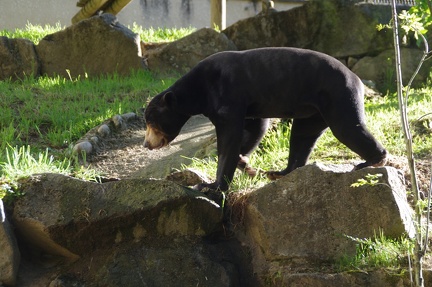 zoo-saint-martin-la-plaine-001