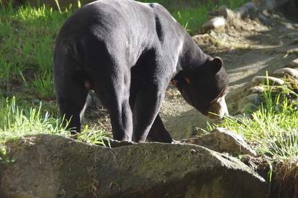 zoo-saint-martin-la-plaine-002