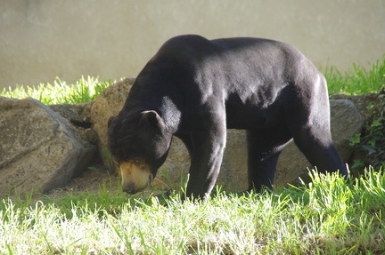 zoo-saint-martin-la-plaine-003